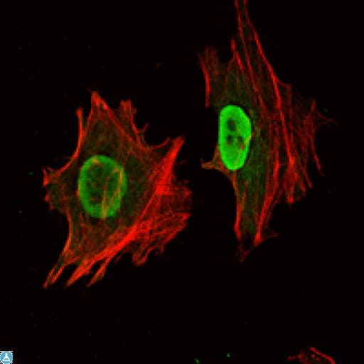 Monoclonal Mouse anti-Human POU5F1 / OCT4 Antibody (IF, WB)