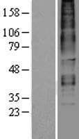 RXFP3 Protein (Over-Expression Lysate Myc-DDK (Flag))