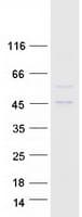 Human AADACL2 Protein (Recombinant Myc-DDK (Flag))