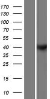 CCNY / Cyclin Y Protein (Over-Expression Lysate Myc-DDK (Flag))