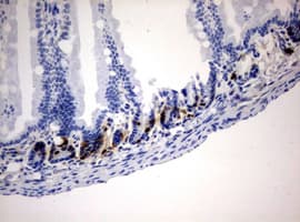 Monoclonal Mouse BrdU Antibody (clone 4A3, IHC, IF)