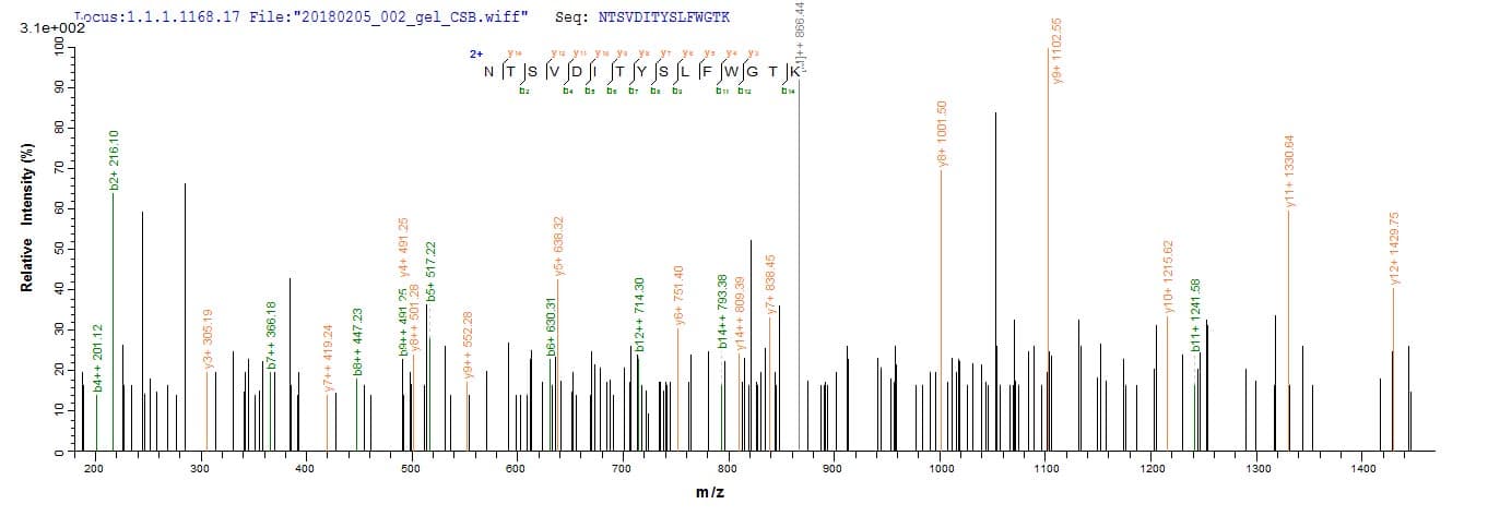 Mouse MCA32 Protein (Recombinant 10His, N-terminus + Myc, C-terminus)