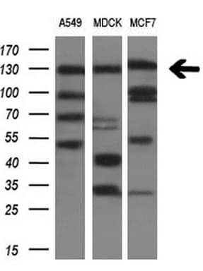 ITGAM / CD11b Antibody (clone OTI2D11, Carrier-free)