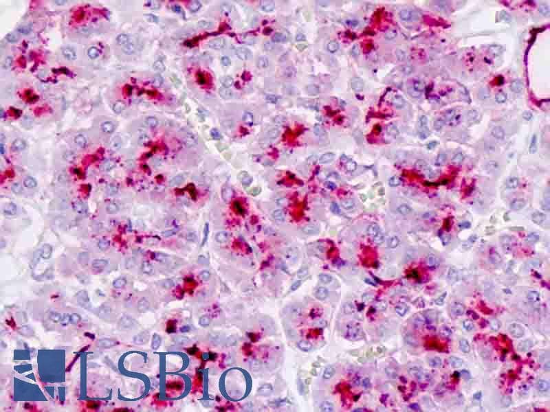 IHC-plus™ EMA / MUC1 Antibody