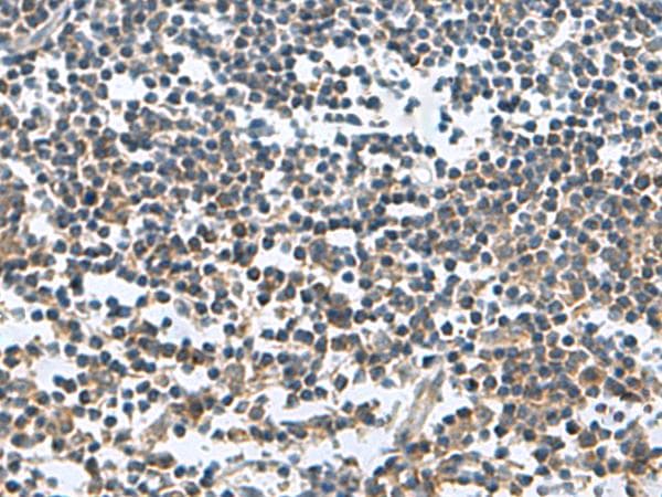 FAM107B Antibody