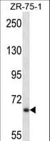 Polyclonal Rabbit anti-Human Junctophilin 2 / JPH2 Antibody (aa614-643, WB)