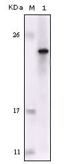FES Antibody (clone 2E3G3)