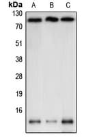 NEDD8 Antibody (N-Terminus)