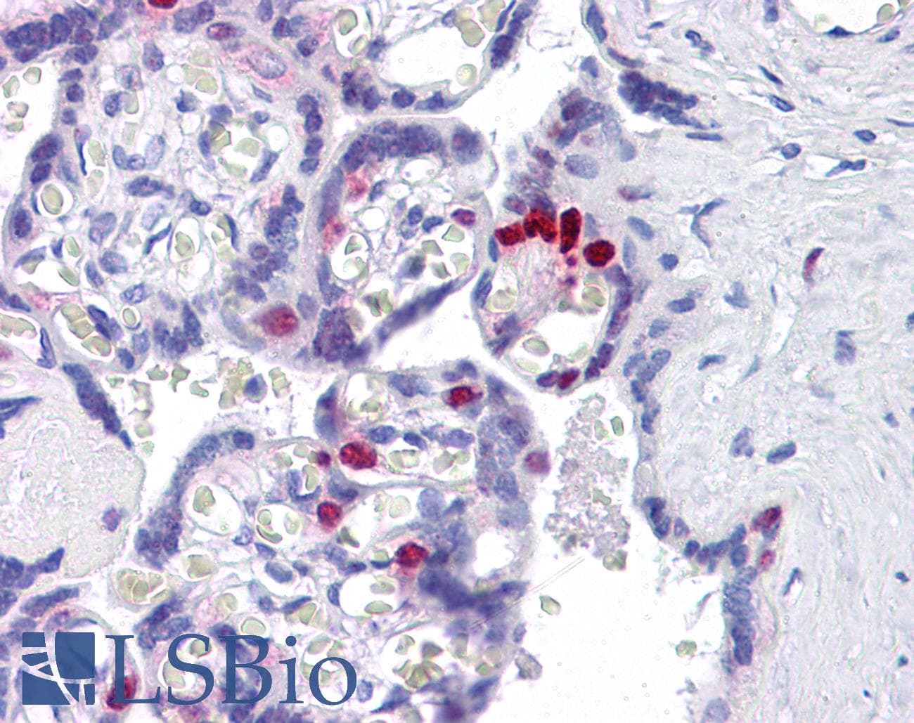 IHC-plus™ FOXO4 / AFX1 Antibody