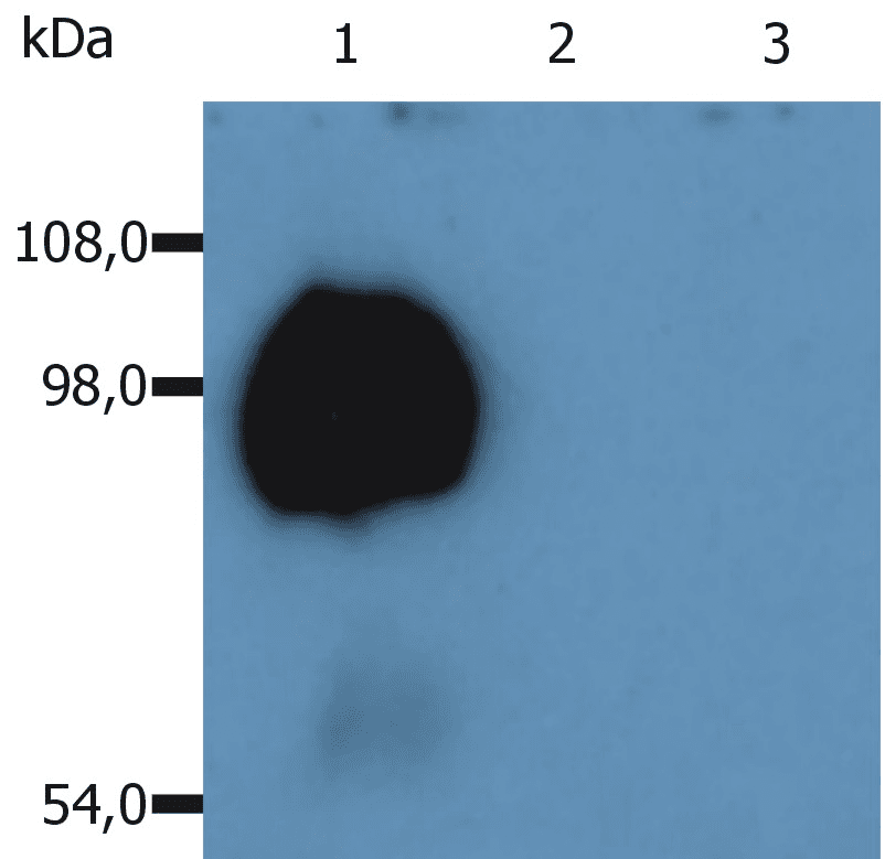 IHC-plus™ SPN / CD43 Antibody (clone MEM-59)