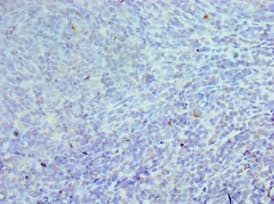 CEBPG / CEBP Gamma Antibody (aa1-150)