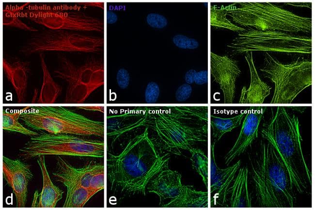 Goat Anti-Rabbit IgG Secondary Antibody (DY680)
