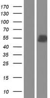 CASC4 Protein (Over-Expression Lysate Myc-DDK (Flag))