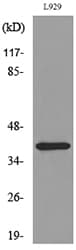CCR3 Antibody