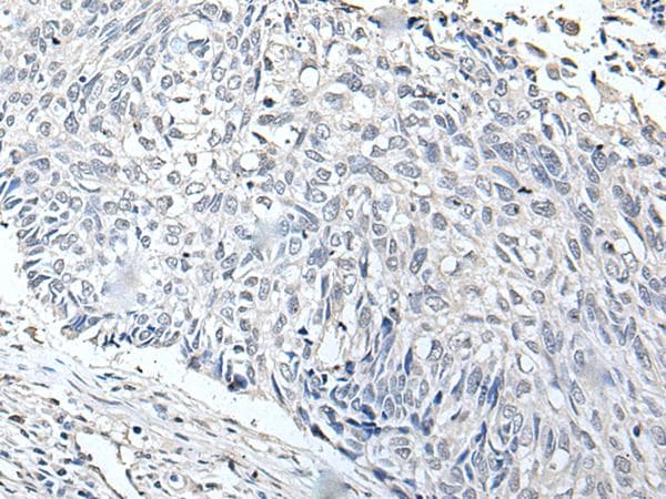 RERG Antibody
