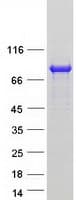 Human REPS2 Protein (Recombinant Myc-DDK (Flag))