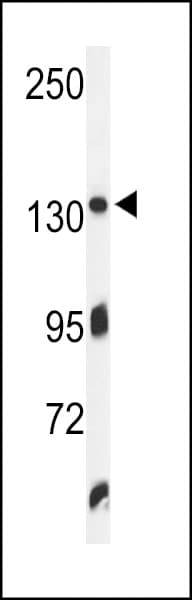 TJP1 / ZO-1 Antibody (aa1570-1600)
