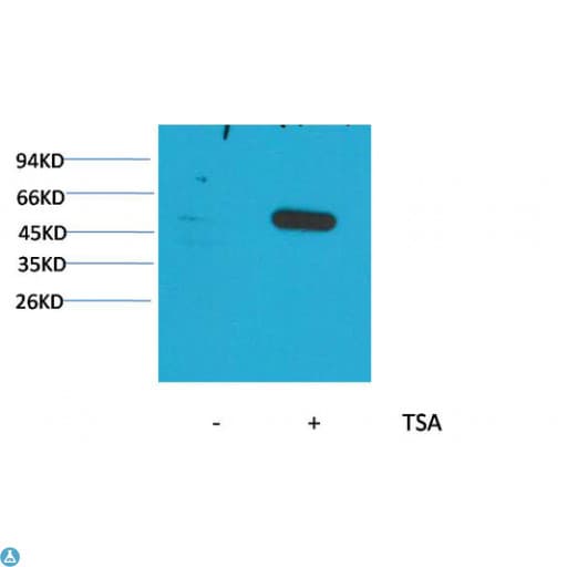 TUBA1B / Tubulin Alpha 1B Antibody