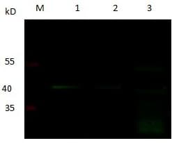 PGC / Pepsin C Antibody (clone 4H4-E9-E4, Preservative Free)