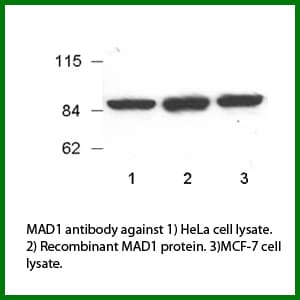 Monoclonal Mouse anti-Human MAD1L1 / MAD1 Antibody (clone P22.9B10.C12, IF, WB)