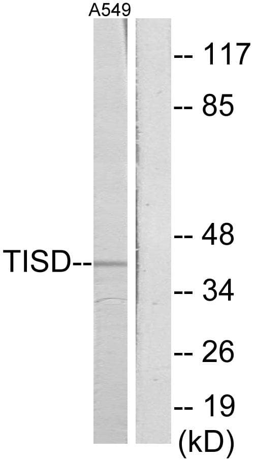 ZFP36L2 Antibody