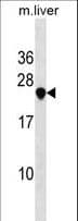 USE1 / p31 Antibody (aa9-35)