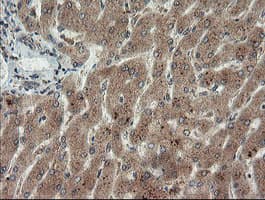 P3H1 / LEPRE1 Antibody (clone OTI1H3)