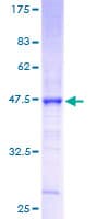 Human CLDN3 / Claudin 3 Protein (Recombinant GST)