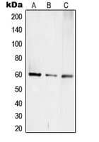 TCEB3C / Elongin A3 Antibody (C-Terminus)