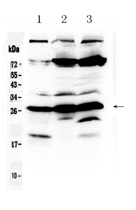 Polyclonal Rabbit anti-Human RANBP1 Antibody (IHC, WB)