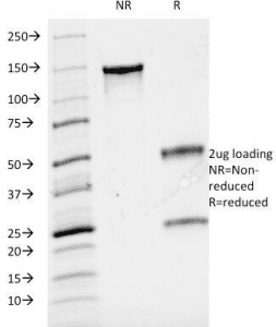 CD3 Antibody (clone B-B12)