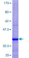 Human NDUFB2 Protein (Recombinant GST)