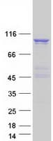 Human RAPGEF3 / EPAC Protein (Recombinant Myc-DDK (Flag))