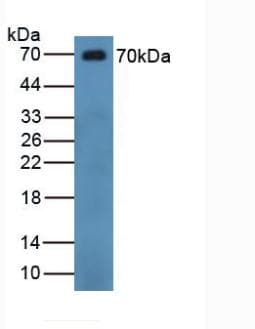 CHGB / Chromogranin B Antibody (aa496-669, APC)