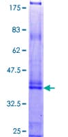 Human KRTAP4-4 Protein (Recombinant GST)