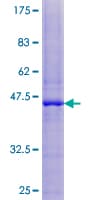 Human TIMM17B Protein (Recombinant GST)