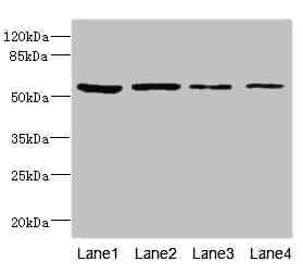 EDIL3 / DEL1 Antibody