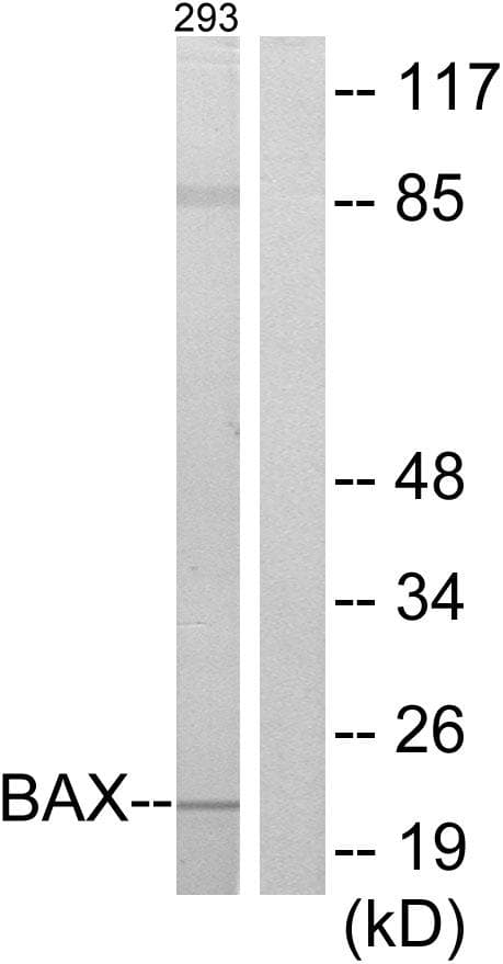 Polyclonal Rabbit anti-Human BAX Antibody (IHC, IF, WB)