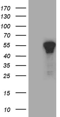 ZNF583 Antibody (clone OTI2F1, Carrier-free)