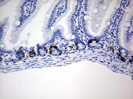 Monoclonal Mouse BrdU Antibody (clone 2B5, IHC, IF)