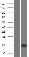 IGFL2 Protein (Over-Expression Lysate Myc-DDK (Flag))