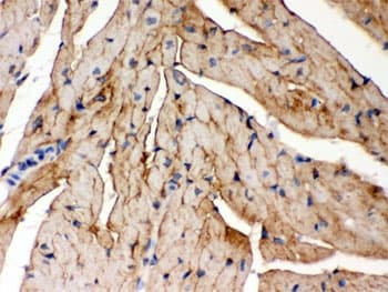 Polyclonal Rabbit anti-Human FXYD1 / Phospholemman Antibody (IHC, WB)