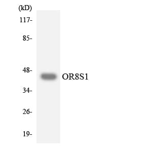OR8S1 Antibody (aa80-129)