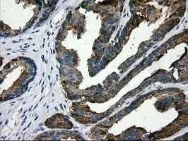 MAC-2-BP / LGALS3BP Antibody (clone 5.00E+03, Carrier-free)