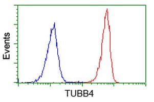 TUBB4 / Tubulin Beta 4 Antibody (clone OTI8E3)