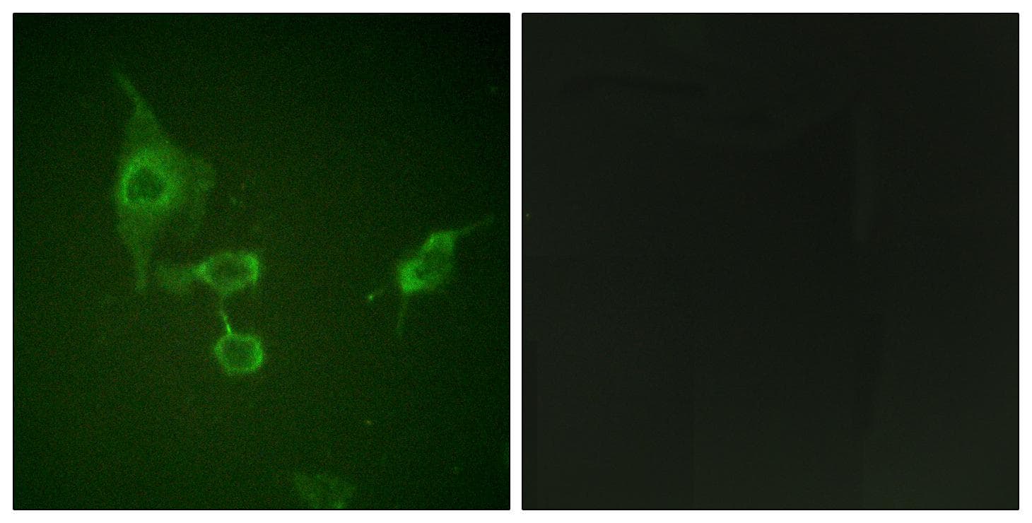 HCK Antibody
