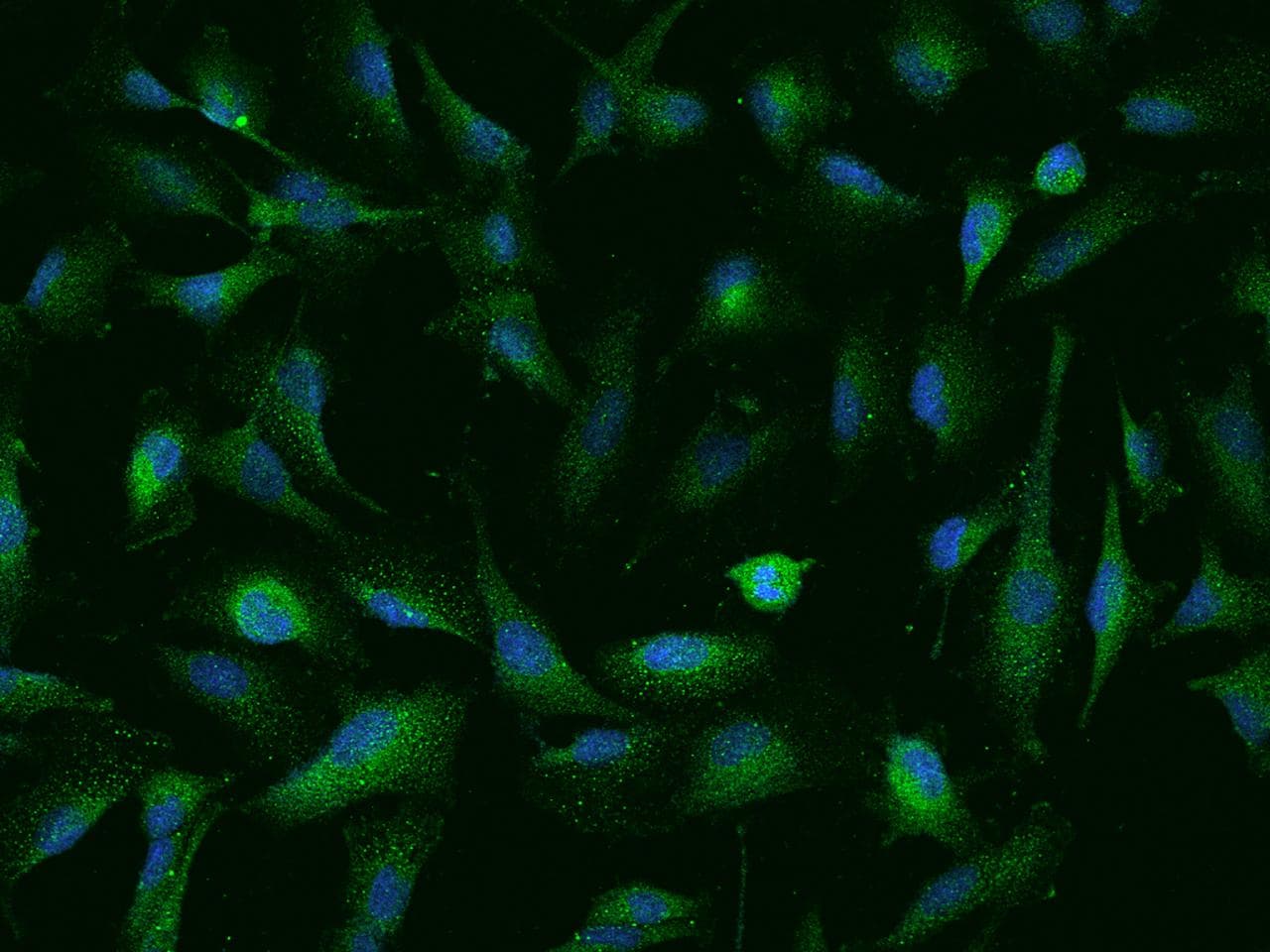 NUDT10 Antibody