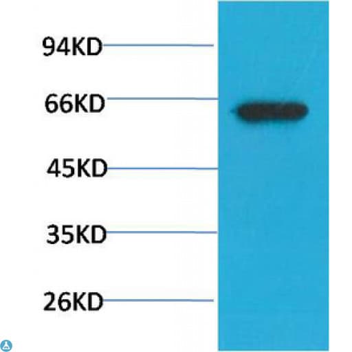 AKT1 Antibody