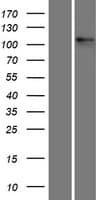 ITGAV/Integrin Alpha V/CD51 Protein (Over-Expression Lysate Myc-DDK (Flag))