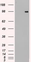 TYRO3 Antibody (clone OTI2C4)